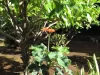 Le jatropha rouge, une plante traditionnellement utilisée dans plusieurs pratiques ancestrales