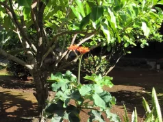 Le jatropha rouge, une plante traditionnellement utilisée dans plusieurs pratiques ancestrales