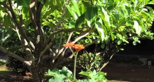 Le jatropha rouge, une plante traditionnellement utilisée dans plusieurs pratiques ancestrales