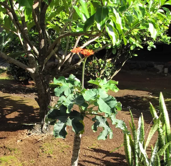 Le jatropha rouge, une plante traditionnellement utilisée dans plusieurs pratiques ancestrales