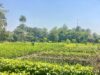 « Guinée, terre fertile en quête de souveraineté alimentaire… », A.Foulah Diallo (Édito)
