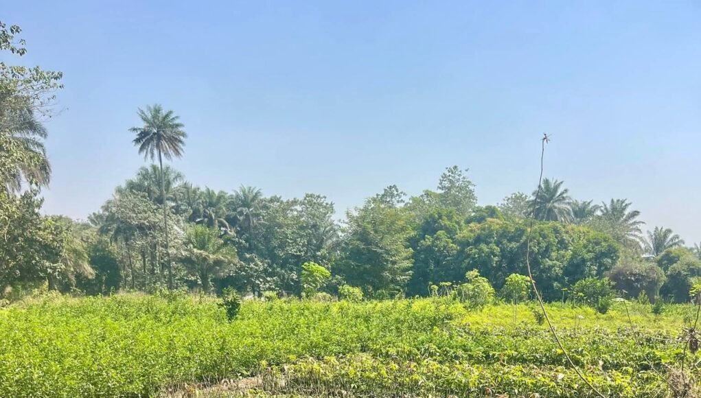« Guinée, terre fertile en quête de souveraineté alimentaire… », A.Foulah Diallo (Édito)