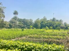 « Guinée, terre fertile en quête de souveraineté alimentaire… », A.Foulah Diallo (Édito)