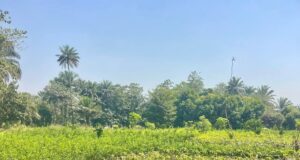 « Guinée, terre fertile en quête de souveraineté alimentaire… », A.Foulah Diallo (Édito)