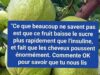 La goyave, alliée méconnue contre le diabète ( santé)