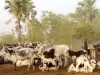 L’élevage en Guinée : un pilier économique encore sous-exploité !