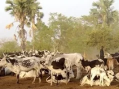 L’élevage en Guinée : un pilier économique encore sous-exploité !