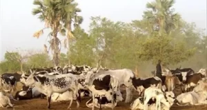 L’élevage en Guinée : un pilier économique encore sous-exploité !
