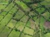 L’agriculture demeure le socle de l’économie guinéenne et le garant de sa souveraineté alimentaire