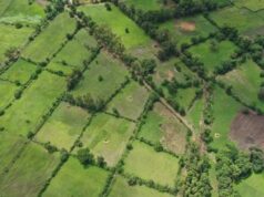 L’agriculture demeure le socle de l’économie guinéenne et le garant de sa souveraineté alimentaire