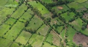 L’agriculture demeure le socle de l’économie guinéenne et le garant de sa souveraineté alimentaire