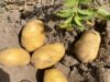 La pomme de terre, espoir tubéreux pour l’agriculture guinéenne