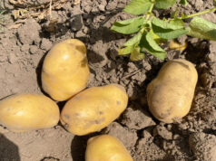 La pomme de terre, espoir tubéreux pour l’agriculture guinéenne