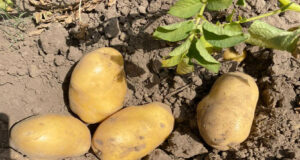 La pomme de terre, espoir tubéreux pour l’agriculture guinéenne