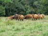 Poredaka/Mamou : le « Tuppal », mémoire vivante du Fouta Djallon