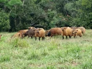 Poredaka/Mamou : le « Tuppal », mémoire vivante du Fouta Djallon