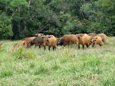 Poredaka/Mamou : le « Tuppal », mémoire vivante du Fouta Djallon
