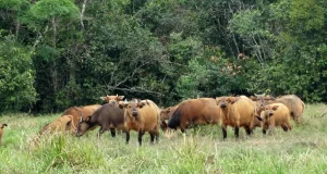 Poredaka/Mamou : le « Tuppal », mémoire vivante du Fouta Djallon