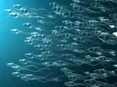 Cancer de la prostate : les rapports sexuels fréquents peuvent-ils réduire les risques ?
